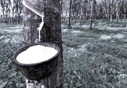 Los orígenes del caucho: la fascinante historia del caucho, del árbol a la cuerda elástica